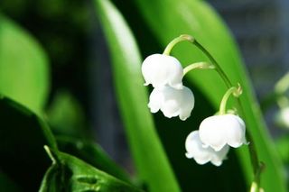 Muguet