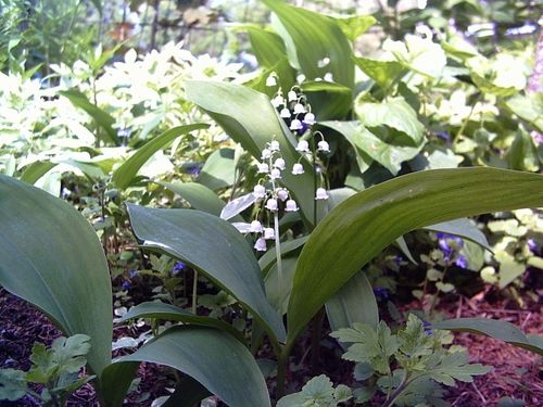 Muguet-Morguefile